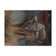 Touro do Texas Longhorn