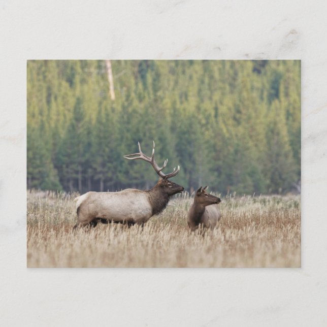Cartão Postal Touro Elk em Meadow | Parque Nacional Yellowstone (Frente)