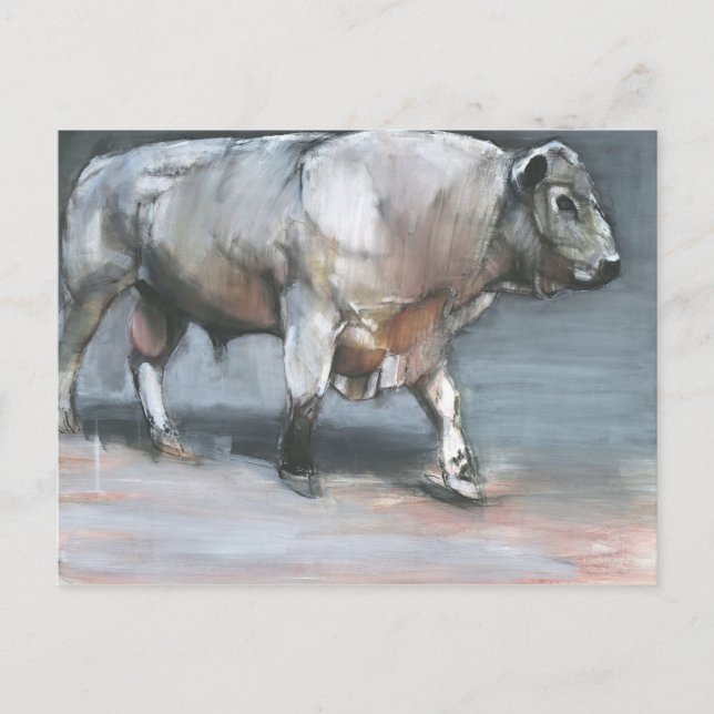Cartão Postal Touro Galloway de Fresno (Frente)