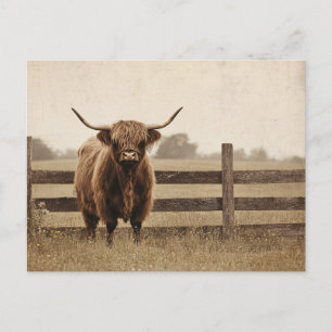 Cartão Postal Touro Highland Estilo Vintage Gado