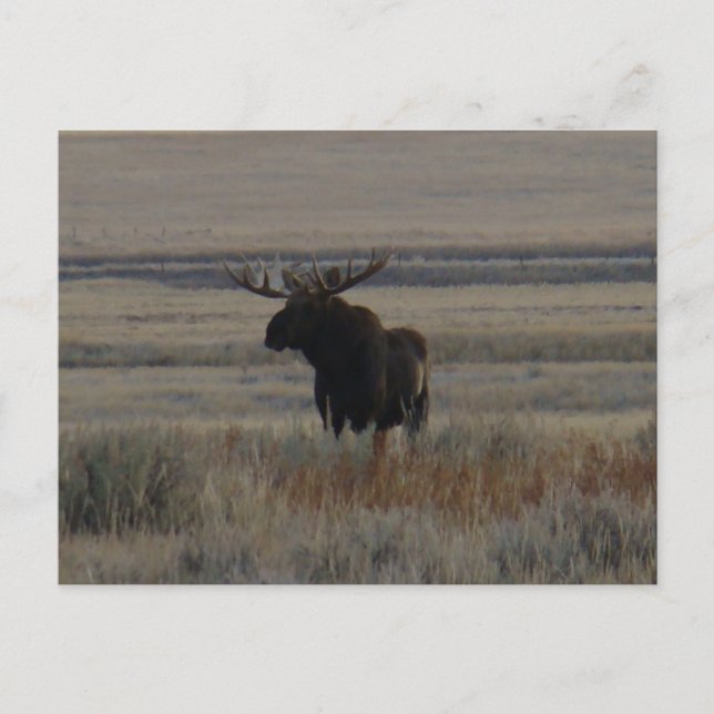 Cartão Postal Touro-Mouro-Mouro-Mouro (Frente)