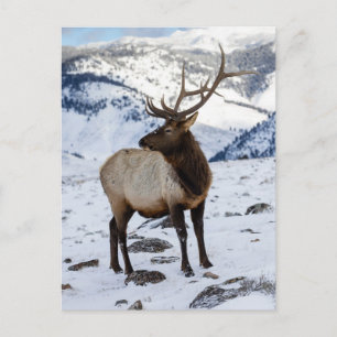 Cartão Postal Touro Solitário na Neve   Parque Nacional Yellowst