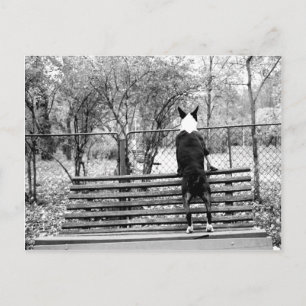 Cartão Postal Touro terrier