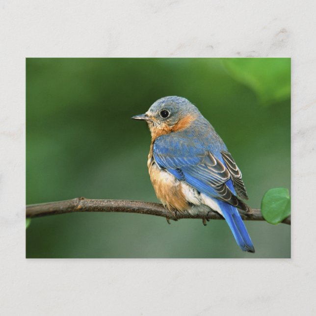 Cartão Postal Toutinegra-azul-fêmea, Sialia sialis (Frente)