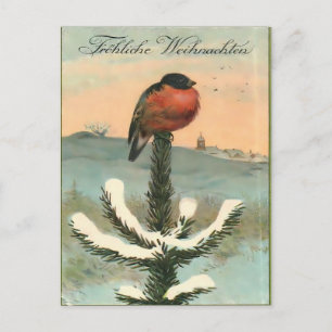 Cartão Postal Toutinegra-vermelho Vintage em Pinheiro Nevado