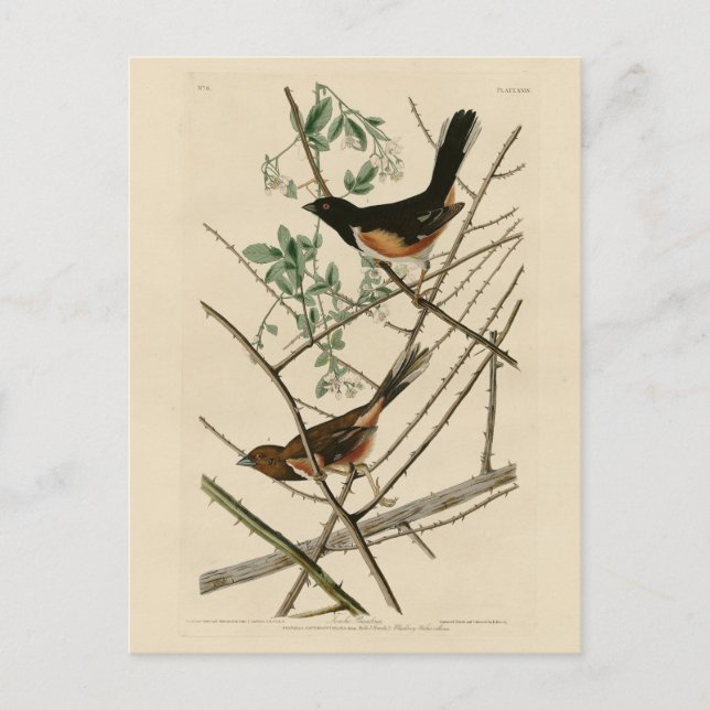 Cartão Postal Towee Bunting (Towee oriental) das Aves de Audubon (Frente)