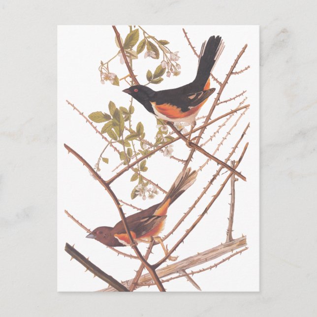 Cartão Postal Toweting Audubon Black and Orange Song Birds (Frente)