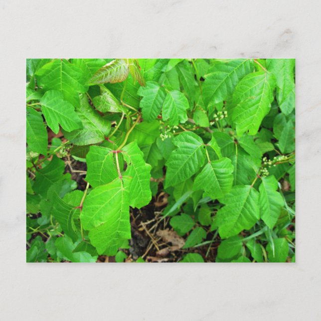 Cartão Postal Toxidendro (Frente)