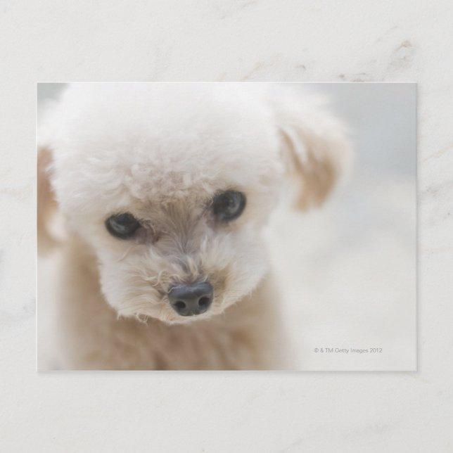Cartão Postal toy poodle (Frente)
