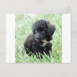Cartão Postal Toy Poodle Puppy