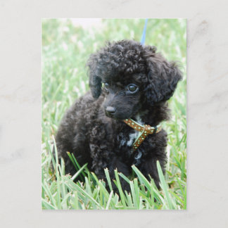 Cartão Postal Toy Poodle Puppy