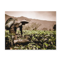 Trabalhadora das plantações de chá indonésias 2, c