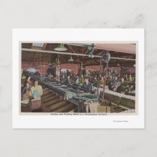 Cartão Postal Trabalhadores e Fábrica de Classificação e Embalag