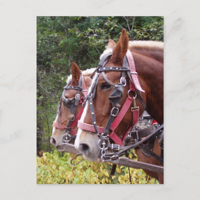 Cartão Postal Trabalhando (Frente)