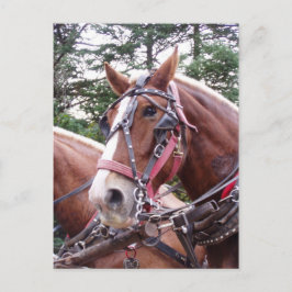 Cartão Postal Trabalhando assustado