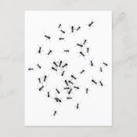 Trabalho em equipe faz o Dream Trabalhar