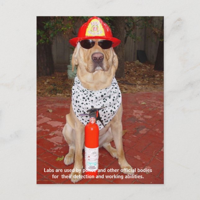 Cartão Postal Traços de laboratório - Uso por policiais e bombei (Frente)