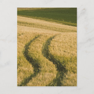 Cartão Postal Tractors tracks through wheat, Tuscany, Italy
