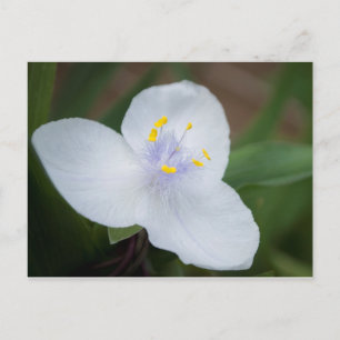 Cartão Postal Tradescantia Andersoniana "Osprey" Flor