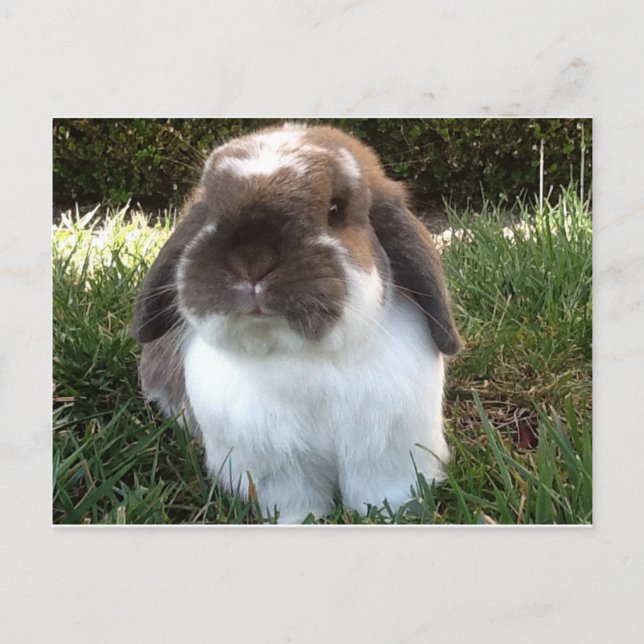 Cartão Postal Tragam um pouco de fúria na sua vida! (Frente)