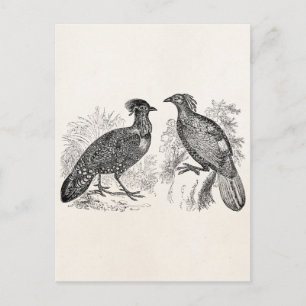Cartão Postal Tragopan Pheasant Impeyan Bird de Vintage Hasting