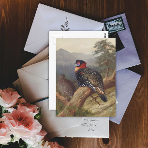 Cartão Postal Trama Ocidental, Ilustrações de Aves