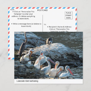 Cartão Postal Tranquil Lakeside Bird Gathering - Cartaz Natural