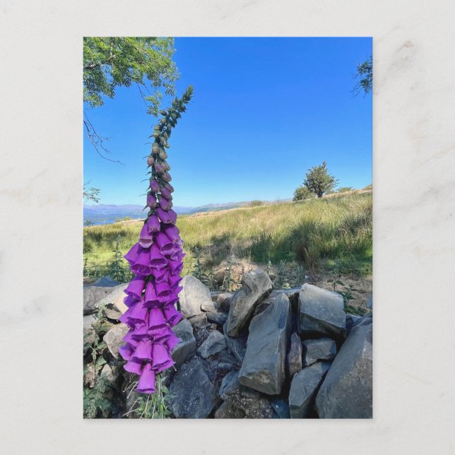 Cartão Postal Tranquilidade do campo inglês (Frente)