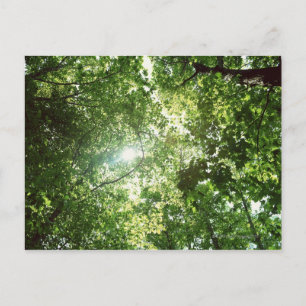 Cartão Postal Transmissão à luz do sol através das folhas de 