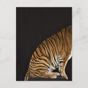 Cartão Postal Traseira do tigre sentado na plataforma