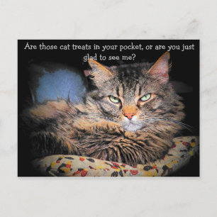 Cartão Postal Tratamentos de Gatos? ou...
