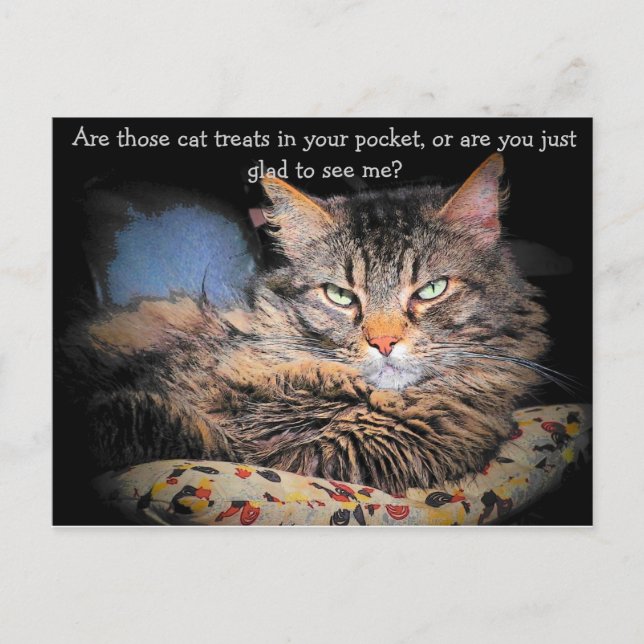 Cartão Postal Tratamentos de Gatos? ou... (Frente)