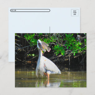 Cartão Postal Travessia - Almoço do Herão Azul Excelente