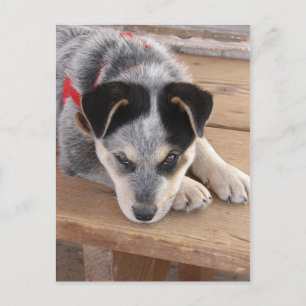 Cartão Postal Travessuras de Cachorrinho