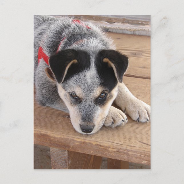 Cartão Postal Travessuras de Cachorrinho (Frente)