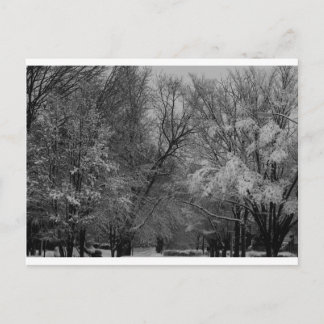 Cartão Postal "tree and snow", por Coressel Productions