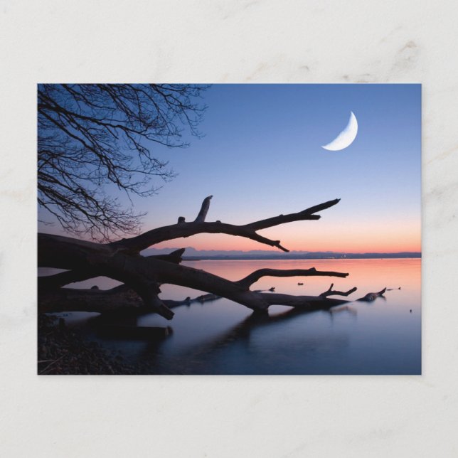 Cartão Postal Tree at Starnberg Lake | Muensing Bavaria Germany (Frente)