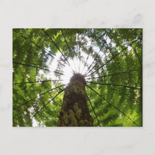 Cartão Postal Tree Fern