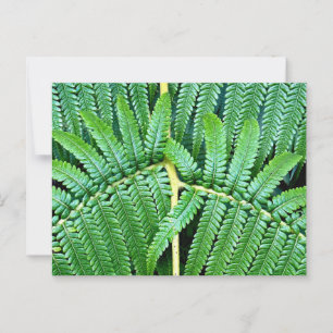 Cartão Postal Tree Fern Frond