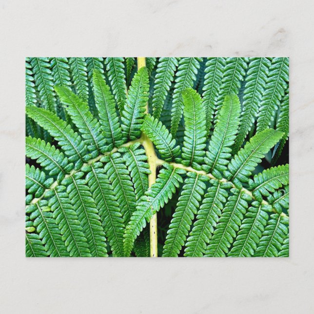 Cartão Postal Tree Fern Frond (Frente)