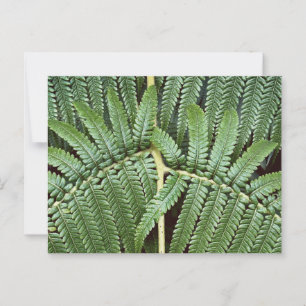 Cartão Postal Tree Fern Frond