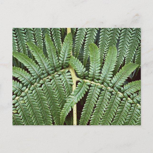 Cartão Postal Tree Fern Frond (Frente)