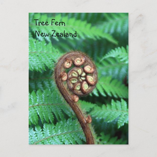 Cartão Postal Tree Fern Nova Zelândia (Frente)