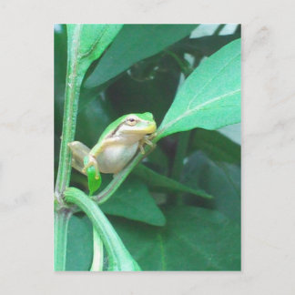 Cartão Postal Tree Frog