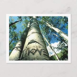Cartão Postal Tree Love