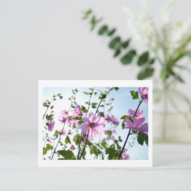 Cartão Postal Tree Mallow Blooms no Verão (Em pé/Frente)