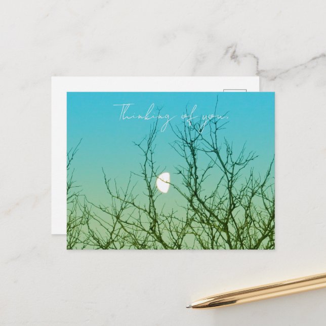 Cartão Postal Tree Photography (Frente/Verso In Situ)