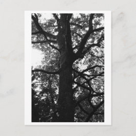 Cartão Postal Tree Photography - Feronia Postcard
