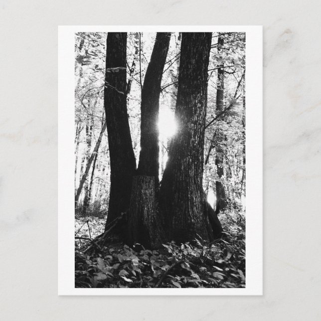 Cartão Postal Tree photography - Oriana (Frente)