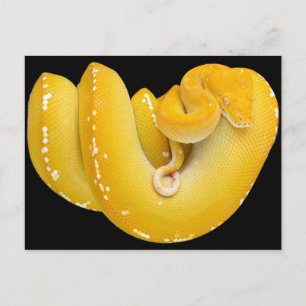 Cartão Postal Tree Python